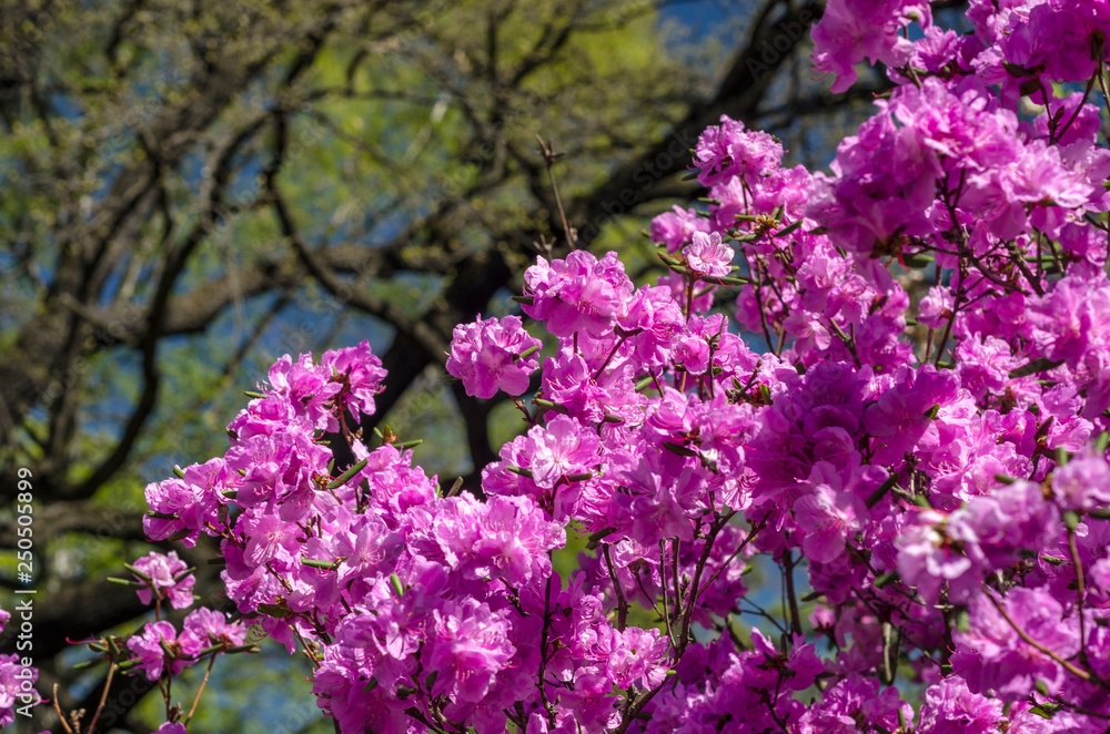 Flowering shrubs rhododendron against the blue sky. Spring sunny day and blooming bright purple bush close-up. Bright floral greeting card.
