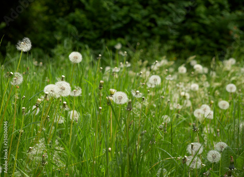 DANDELIONS GROWING IN LONG GRASS