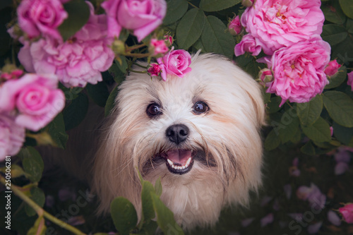 Photography Dog in Flowers