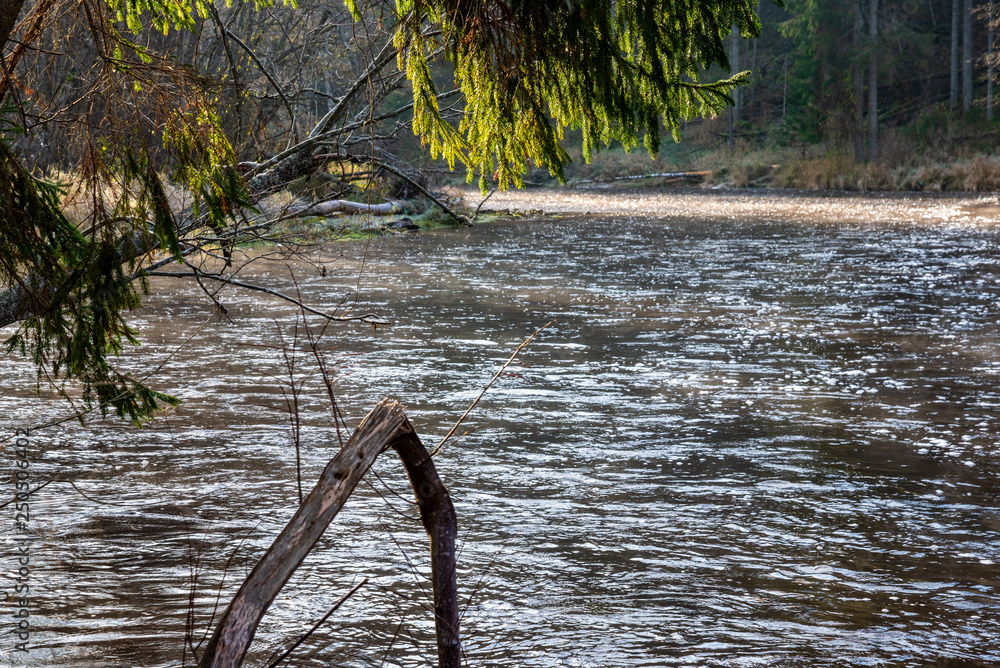 Fototapeta premium forest river in autumn