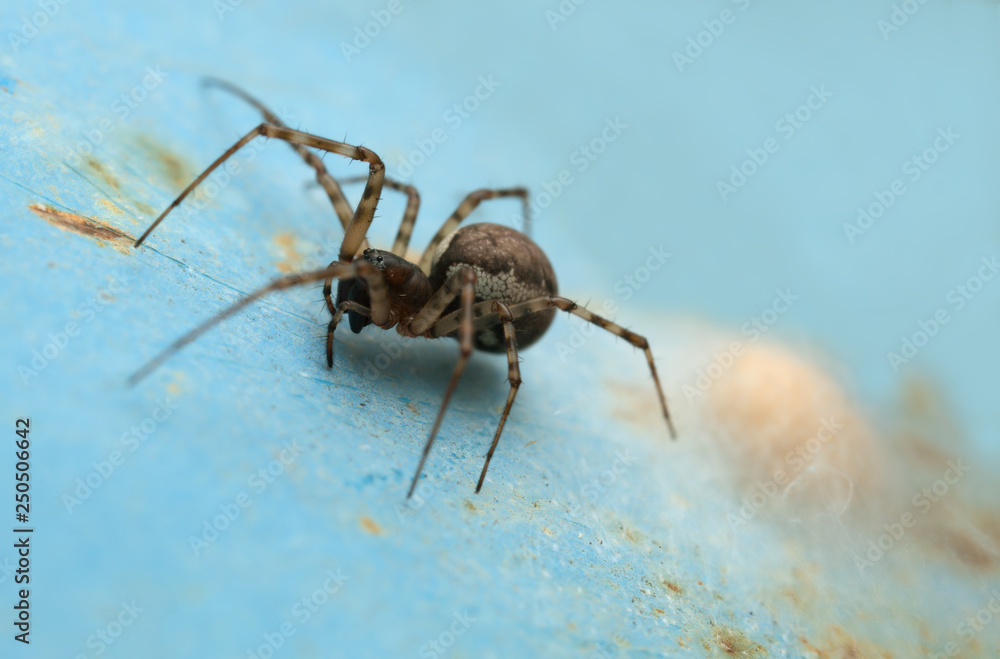 Female spring hammock-spider, Neriene montana with eggs Female spring hammock-spider, Neriene montana with eggs
