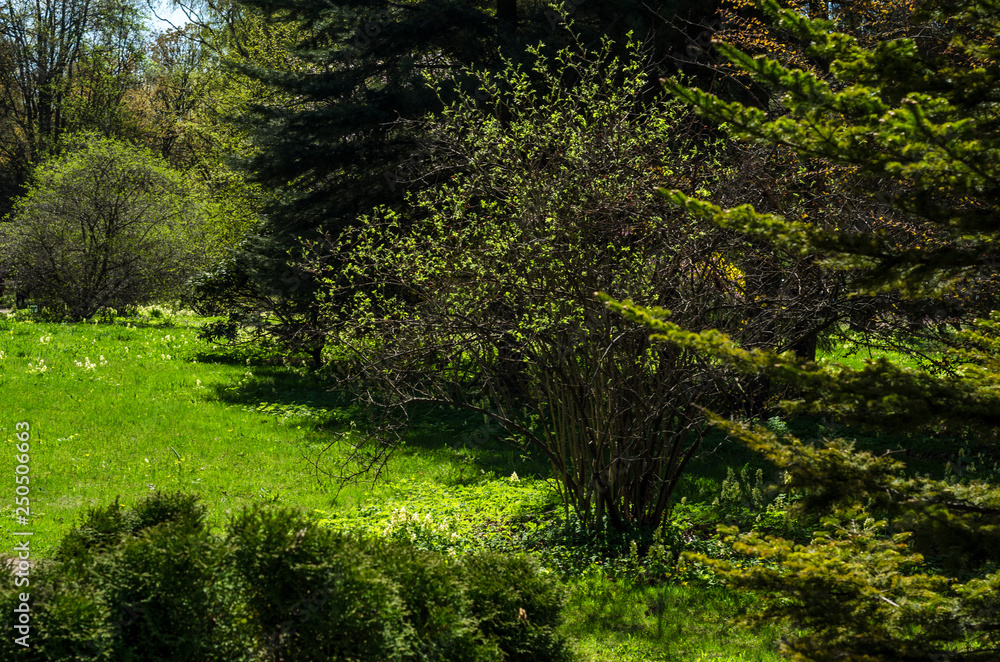 Green spring ornamental garden with flowering forbs. Neutral landscape with green field. Landscape Park. Forest landscape with firs and oaks. Green spring ornamental garden with flowering forbs. Neutral landscape with green field. Landscape Park. Forest landscape with firs and oaks.