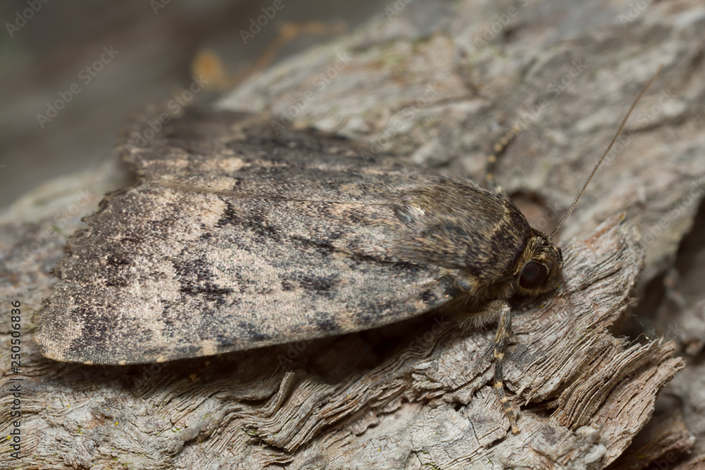 Moth camouflaged on wood, macro photo Moth camouflaged on wood, macro photo