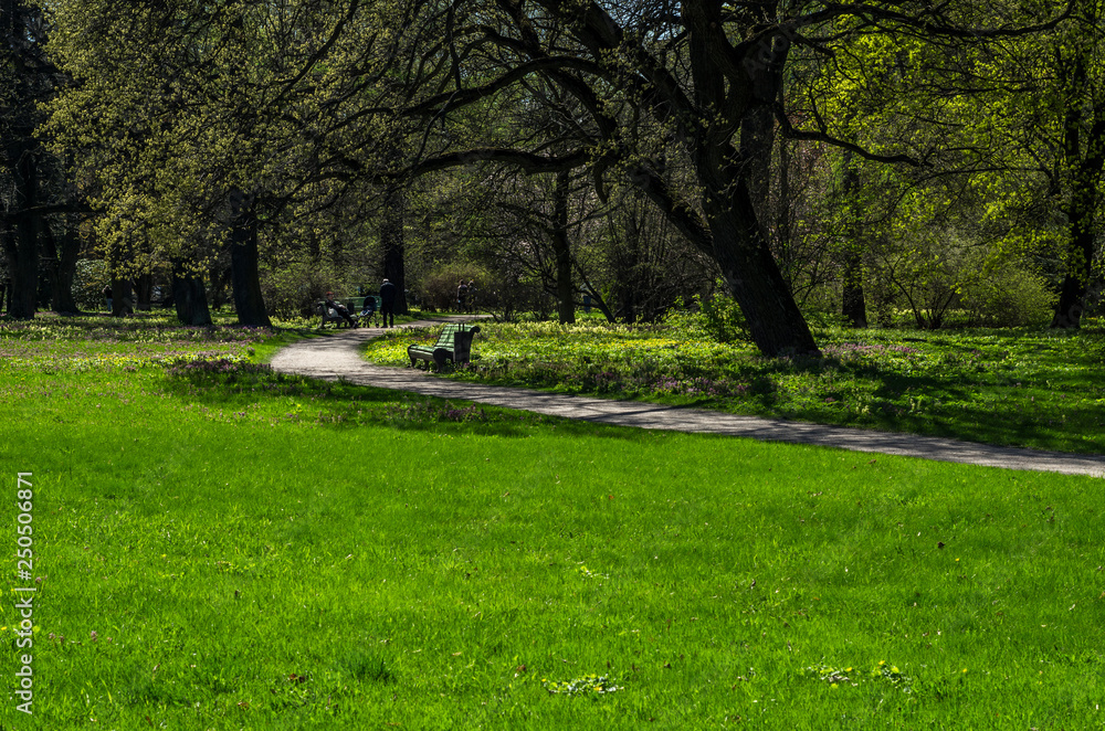Obraz premium Green spring ornamental garden with flowering forbs. Neutral landscape with green field. Landscape Park. Forest landscape with firs and oaks.