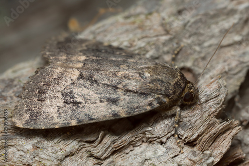 Moth camouflaged on wood, macro photo