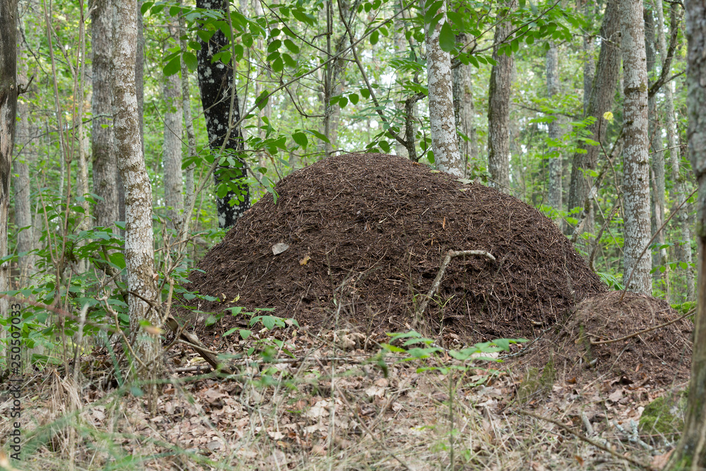 Obraz premium Large anthill in deciduous forest