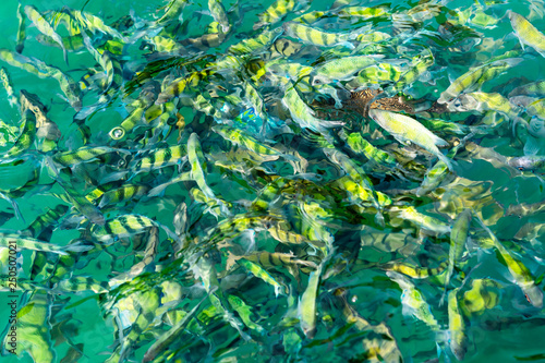 A flock of fish in sea water. A lot of colorful fish on the background of the sea  front focus  top view