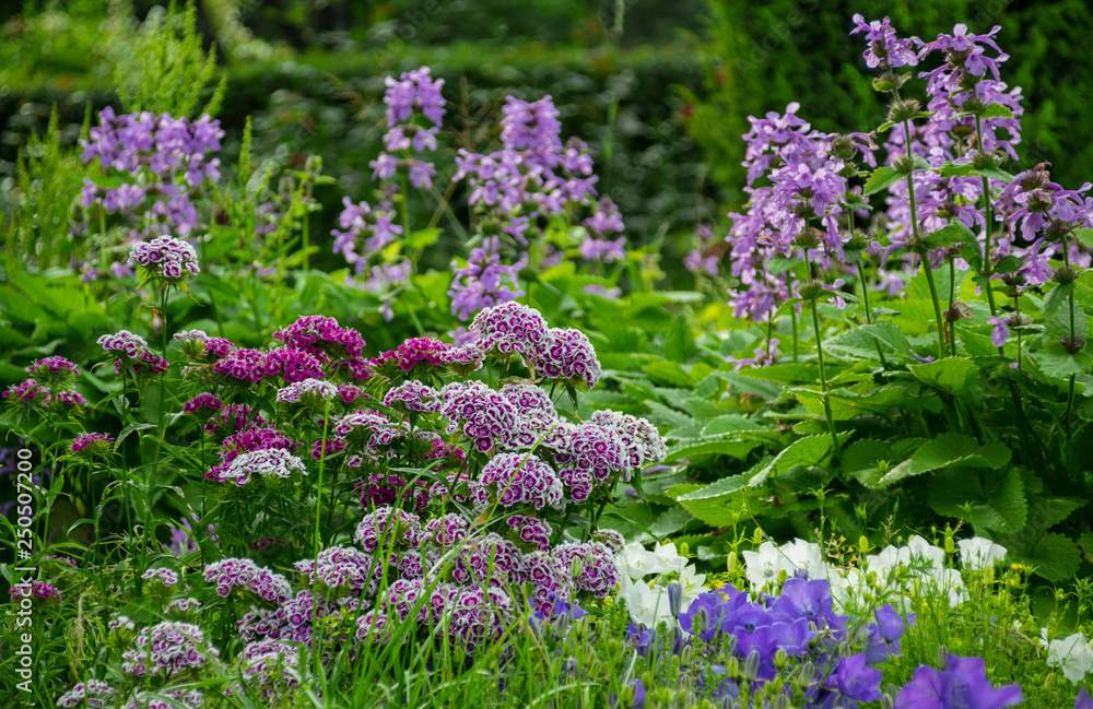 Obraz premium Blooming of different vegetation on the mesdow