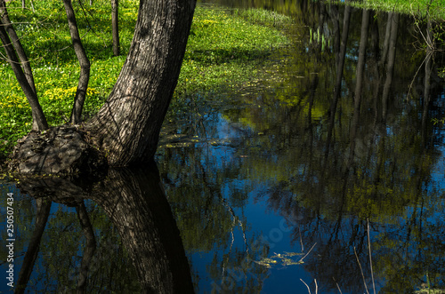 Spring flood in a beautiful green park. Spring garden with a lake and green meadows. Deciduous forest on a sunny day.