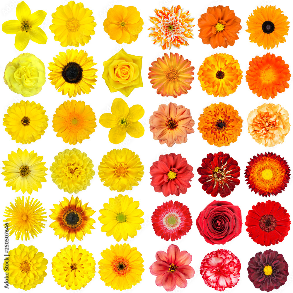 Big Selection of Various Orange, Purple and Red Flowers Isolated on White Background Big Selection of Various Orange, Purple and Red Flowers Isolated on White Background