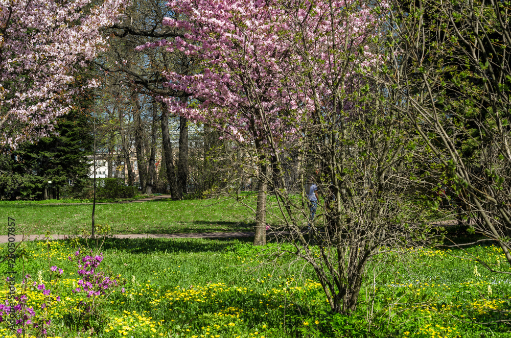 Cherry blossoms in the garden in the courtyard with a green lawn. Spring flowering plants in the botanical garden. Pink flowers of Japanese cherry. Botanical Garden of Peter the Great Cherry blossoms in the garden in the courtyard with a green lawn. Spring flowering plants in the botanical garden. Pink flowers of Japanese cherry. Botanical Garden of Peter the Great