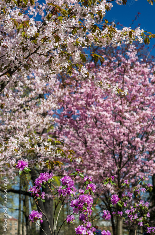 Cherry blossoms in the garden in the courtyard with a green lawn. Spring flowering plants in the botanical garden. Pink flowers of Japanese cherry. Botanical Garden of Peter the Great 