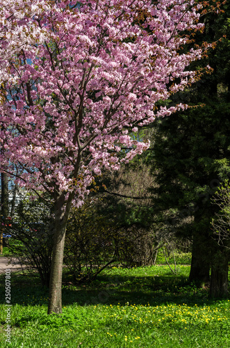 Cherry blossoms in the garden in the courtyard with a green lawn. Spring flowering plants in the botanical garden. Pink flowers of Japanese cherry. Botanical Garden of Peter the Great 