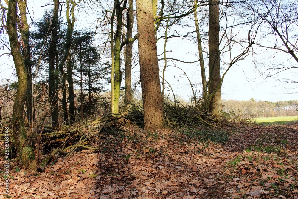 Der deutsche Wald Der deutsche Wald