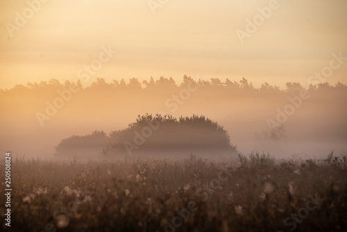 Fototapeta Naklejka Na Ścianę i Meble -  colorful sunrise sunset in misty summer meadow