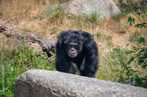 Sjimpanse (Pan troglodytes)