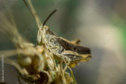 Grasshopper locust sitting in the grass on a summer morning and itching in Ukraine