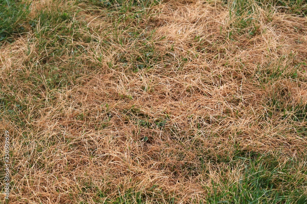 Dead grass patch on a ornate lawn (Festuca rubra) Dead grass patch on a ornate lawn (Festuca rubra)
