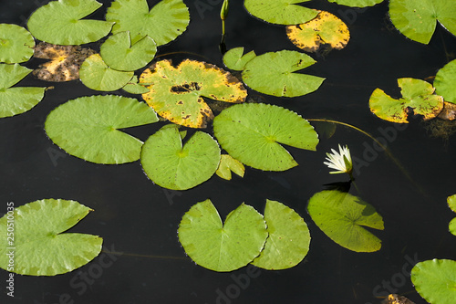Lily pads on the water with a single flower blooming just above the surface.