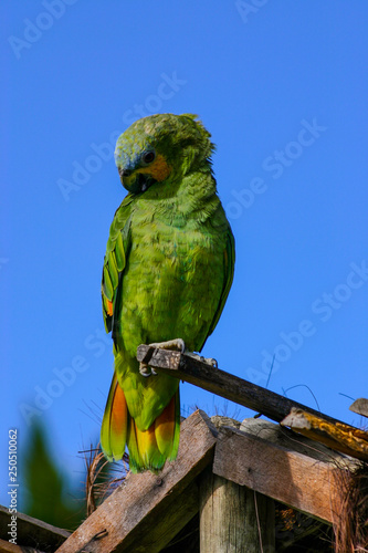 Friendly turquoise-fronted parrot preening feathers atop a straw roofed hut photo