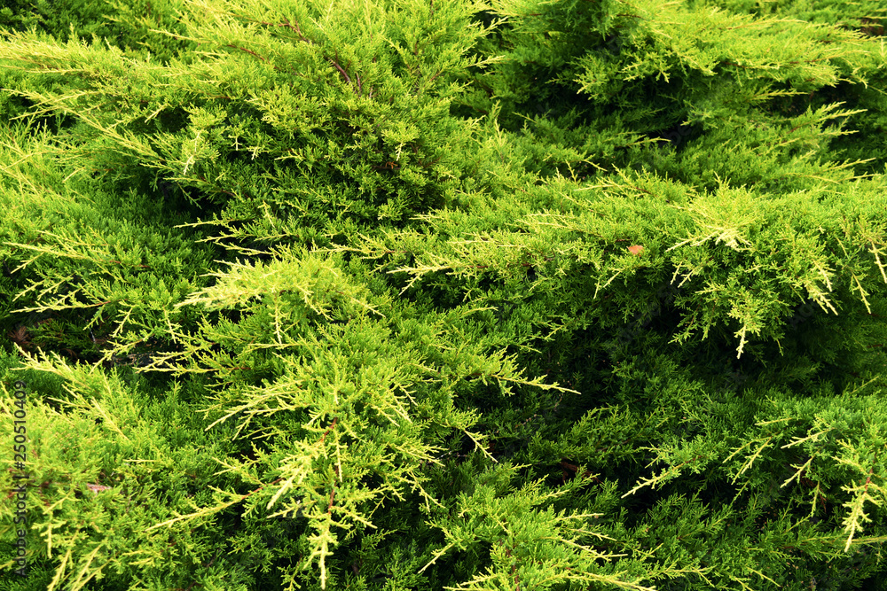 texture of thuja branches