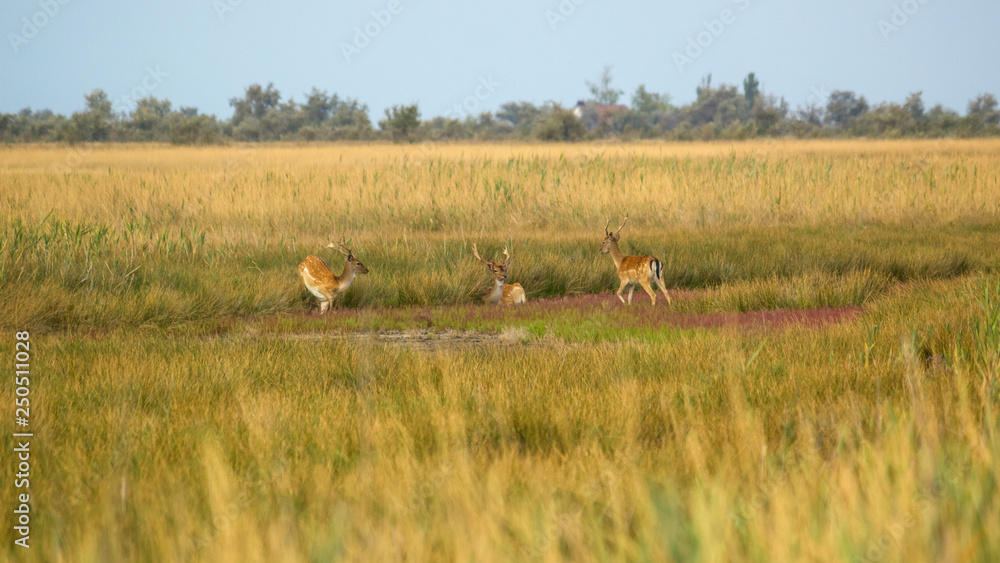 Wildlife landscape - herd of wild fallow deer (Dama dama) in the steppe thickets on hot summer day Wildlife landscape - herd of wild fallow deer (Dama dama) in the steppe thickets on hot summer day