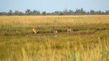 Wildlife landscape - herd of wild fallow deer (Dama dama) in the steppe thickets on hot summer day