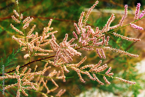 blooming tree tamarix gallica photo