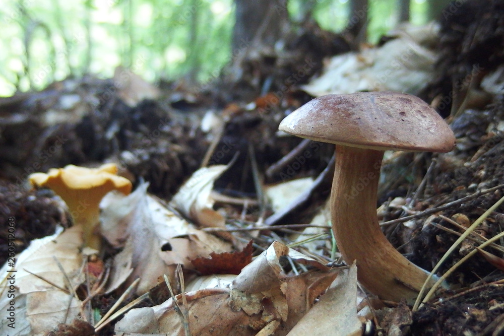 Leśny grzyb - podgrzybek brunatny Imleria badia i pieprznik jadalny Cantharellus cibarius Leśny grzyb - podgrzybek brunatny Imleria badia i pieprznik jadalny Cantharellus cibarius