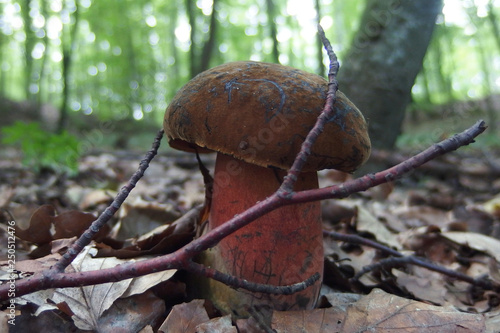 Leśny grzyb - borowik ceglastopory Boletus luridiformis photo