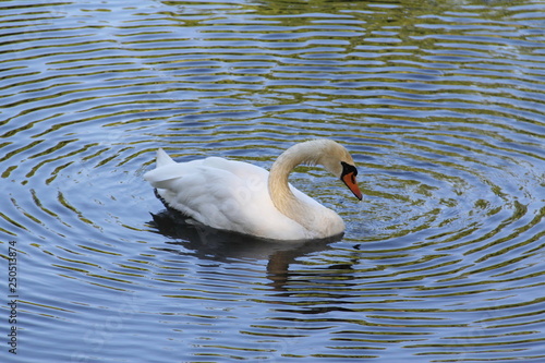 White Swan floating on the water and it diverge circles on the water
