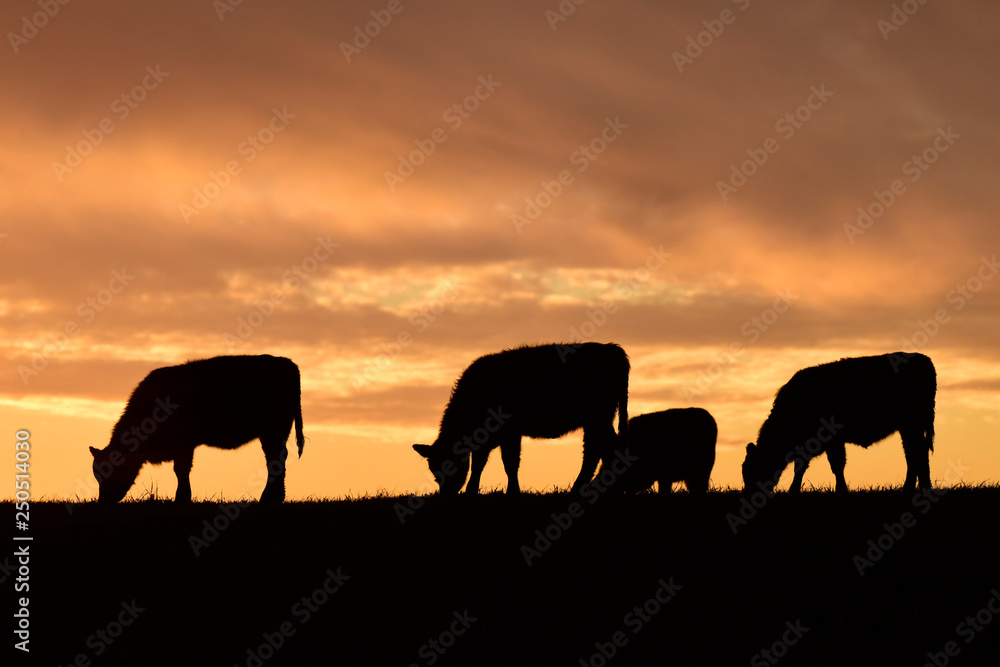 Fototapeta premium Cows fed grass, in countryside, Pampas, Patagonia,Argentina
