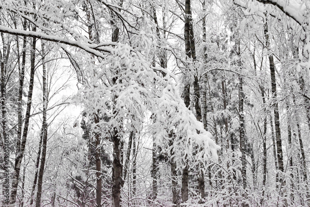 Fototapeta premium Winter landscape with snow covered trees