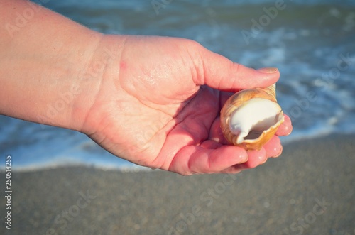 Shells in a hand against the background of a sea wave. 