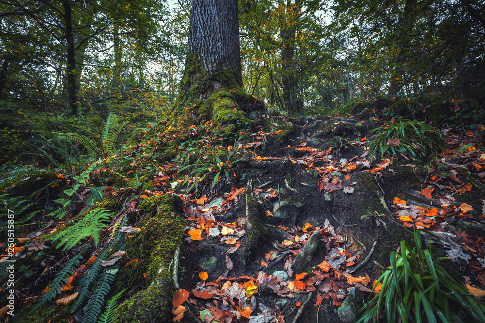 Autumnal Forest in North Wales, UK Autumnal Forest in North Wales, UK