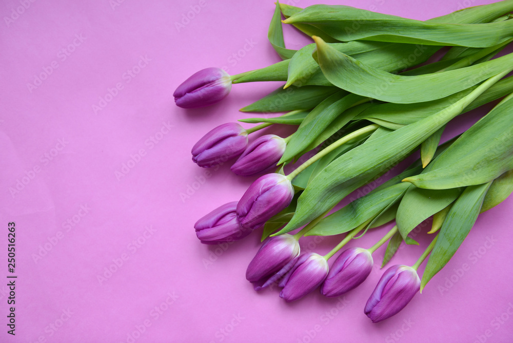 violet tulips on an isolated pink background festive bouquet for birthday, March 8, baby shower, mother's day, women's day. floristic composition. festive confetti