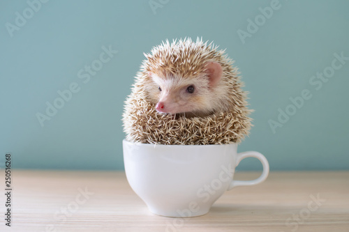Cute hedgehog on a cup