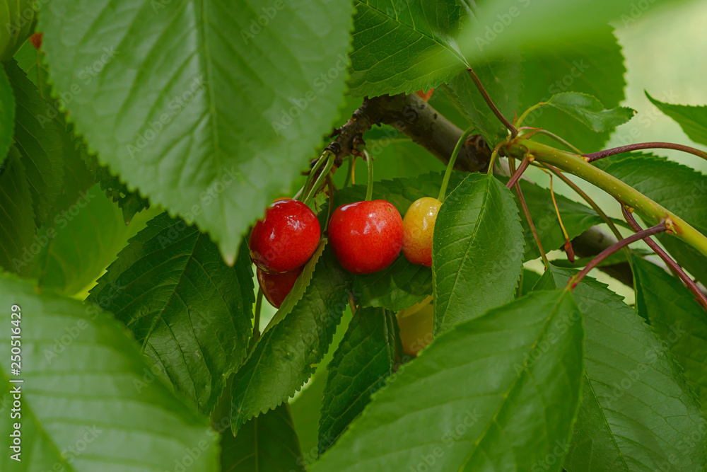 Bright red juicy, sweet cherries on a tree with green leaves