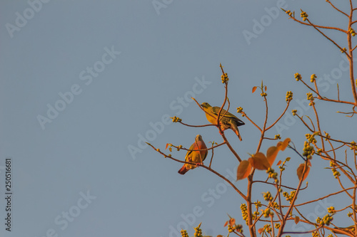 Group of Pink-necked Green Pigeon (Treron vernans) birds are perching on leafless and full fruity of Bodhi tree branches. Selective focus photo