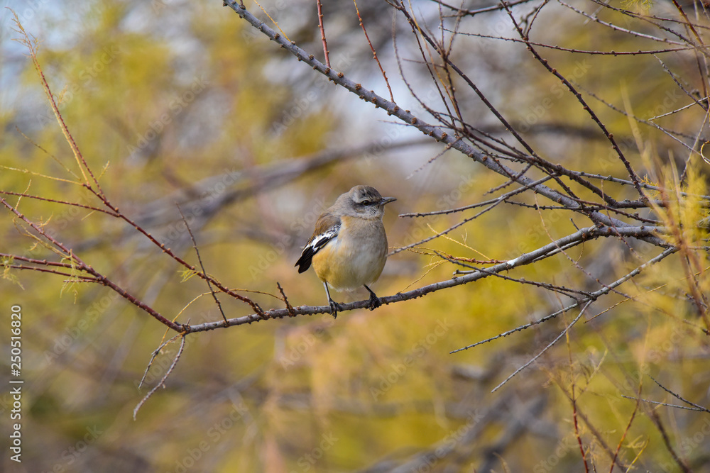 Fototapeta premium Patagonian Mockingbird, Patagonia, Argentina