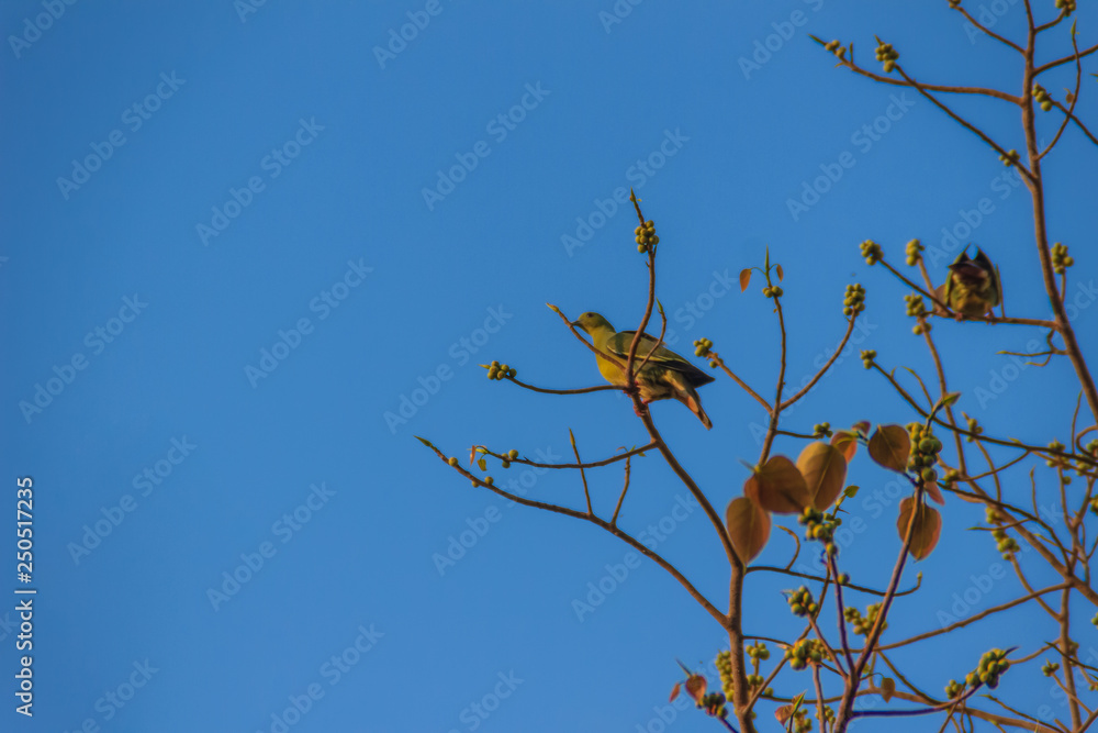 Group of Pink-necked Green Pigeon (Treron vernans) birds are perching on leafless and full fruity of Bodhi tree branches. Selective focus
