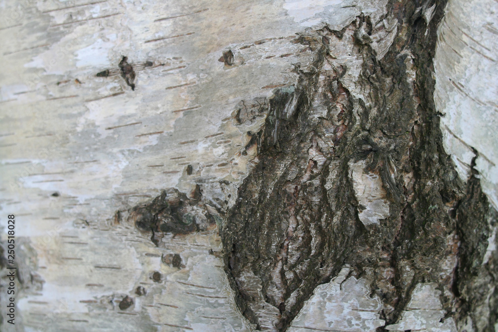 Close up of birch bast