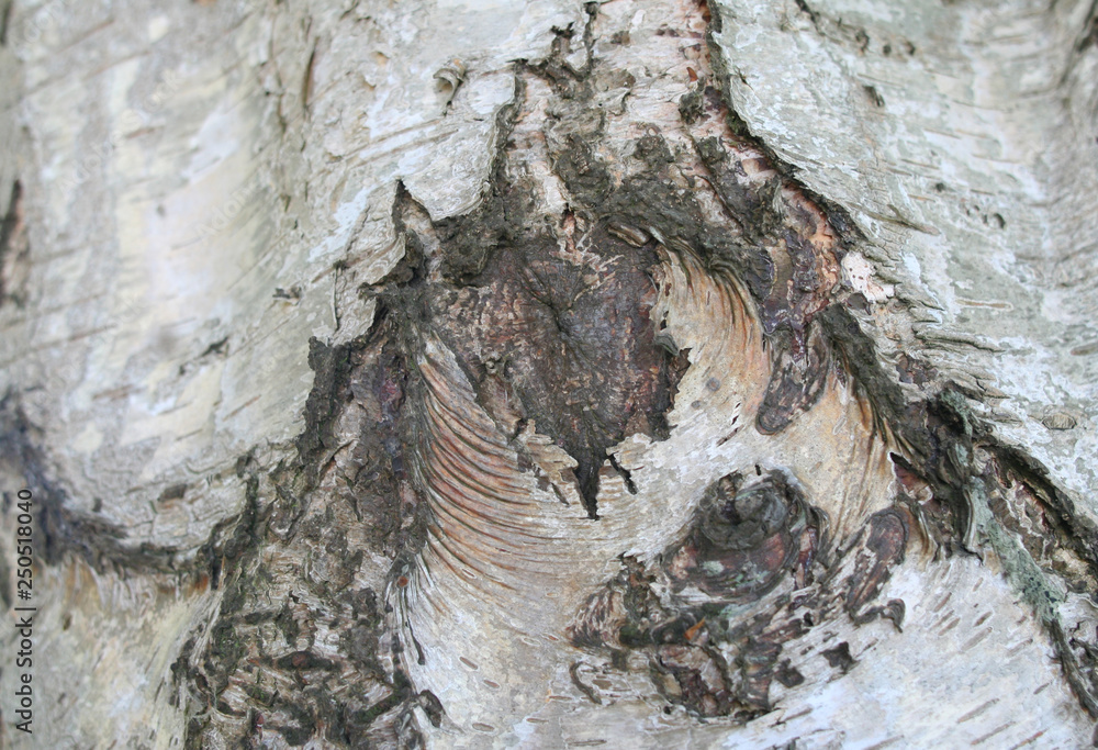 Close up of birch bast