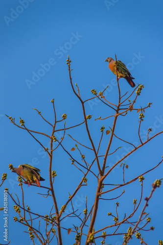 Couple of Pink-necked Green Pigeon (Treron vernans) bird is perching on leafless and full fruity of Bodhi tree branches. Selective focus photo