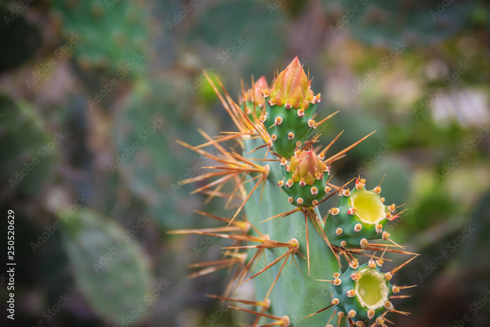 Beautiful Opuntia cochenillifera budding flowers on tree. Opuntia cochenillifera is a species of cactus in the subfamily Opuntioideae. Beautiful Opuntia cochenillifera budding flowers on tree. Opuntia cochenillifera is a species of cactus in the subfamily Opuntioideae.