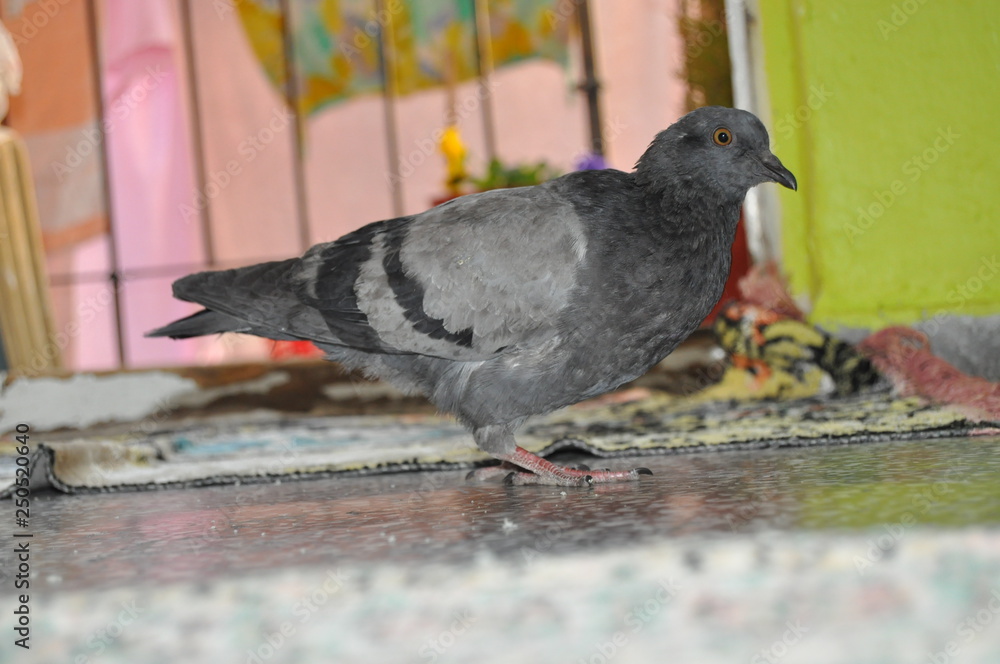 Obraz premium bird, pigeon, animal, dove, nature, beak, feather, wildlife, birds, gray, pigeons, black, feathers, wing, green, city, eye, wings, grass, white, wild, isolated, grey, animals, park