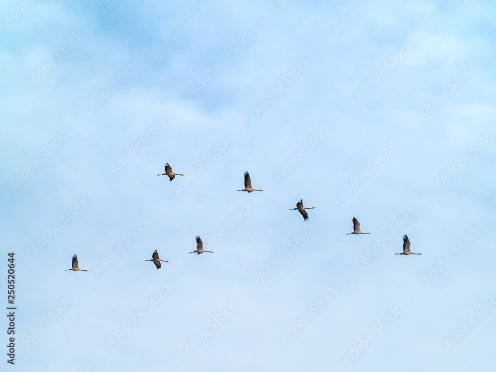 A flock of common cranes (Grus grus) flying in the cloudy sky A flock of common cranes (Grus grus) flying in the cloudy sky