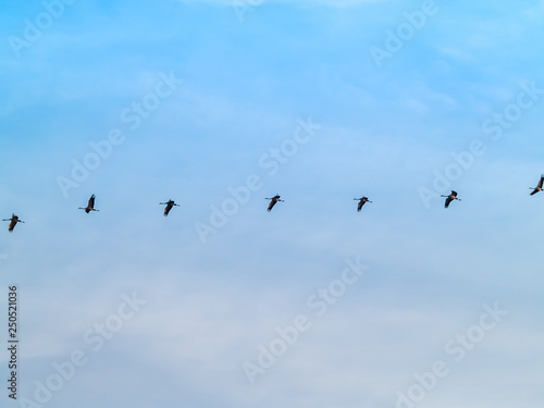 A flock of common cranes (Grus grus) flying in the cloudy sky