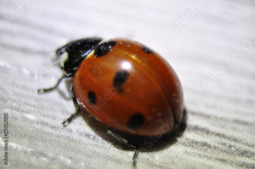 ladybug, ladybird, insect, bug, nature, macro, beetle, red, spring, animal, white, isolated, leaf, summer, grass, close-up, green, black, garden, beauty, detail, closeup, fly, plant, flower