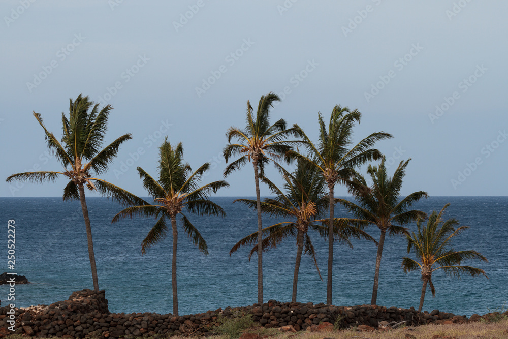 Cool Breeze Blowing Coconut Palms in Hawaii